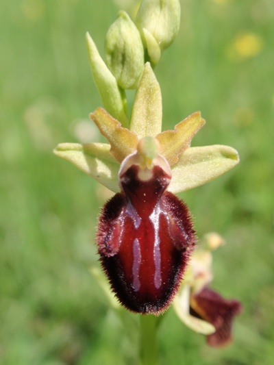 Ophrys incubacea subsp vivarensis (?)